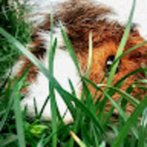 Meet your Posher, Callie